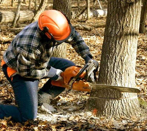 Tree Removal in Kingsland, TX